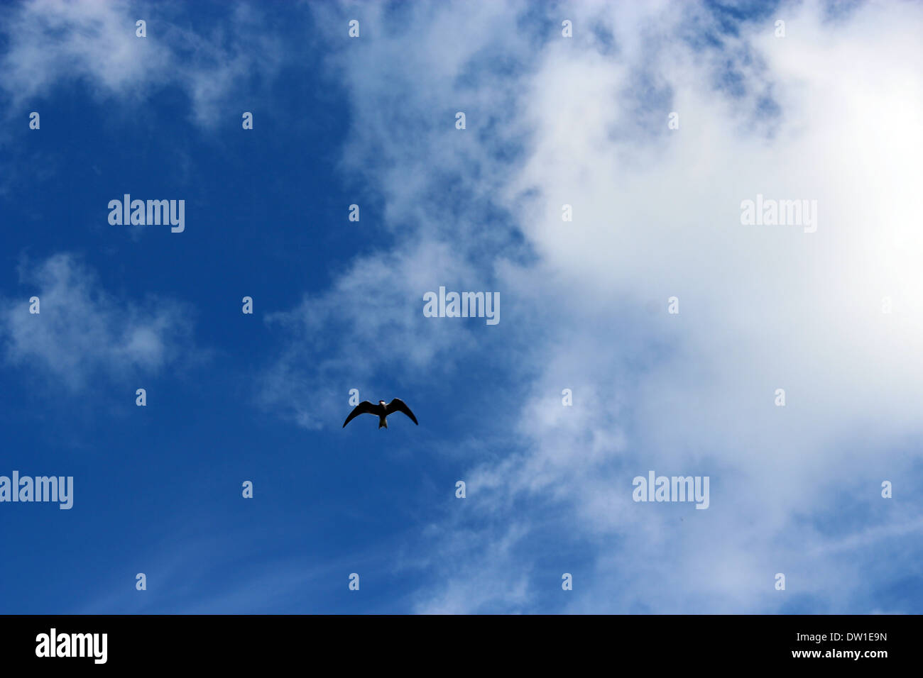 Lonely gabbiano volare nel cielo nuvoloso Foto Stock