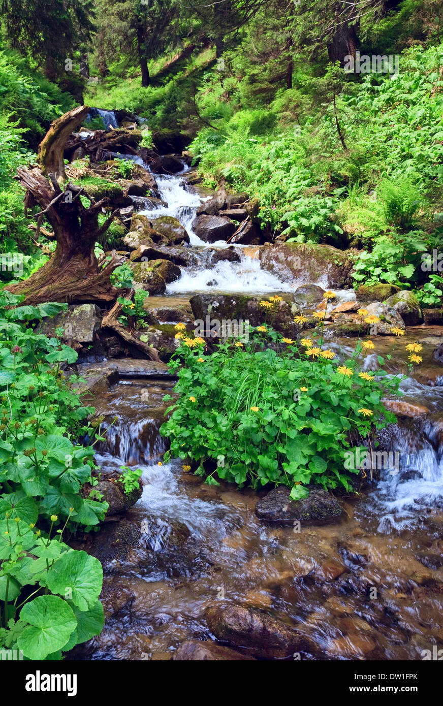 Estate fiume di montagna Foto Stock
