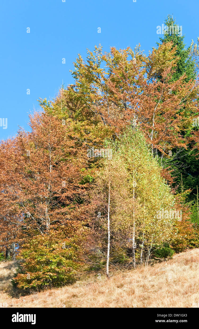 Autunno di foreste di montagna Foto Stock