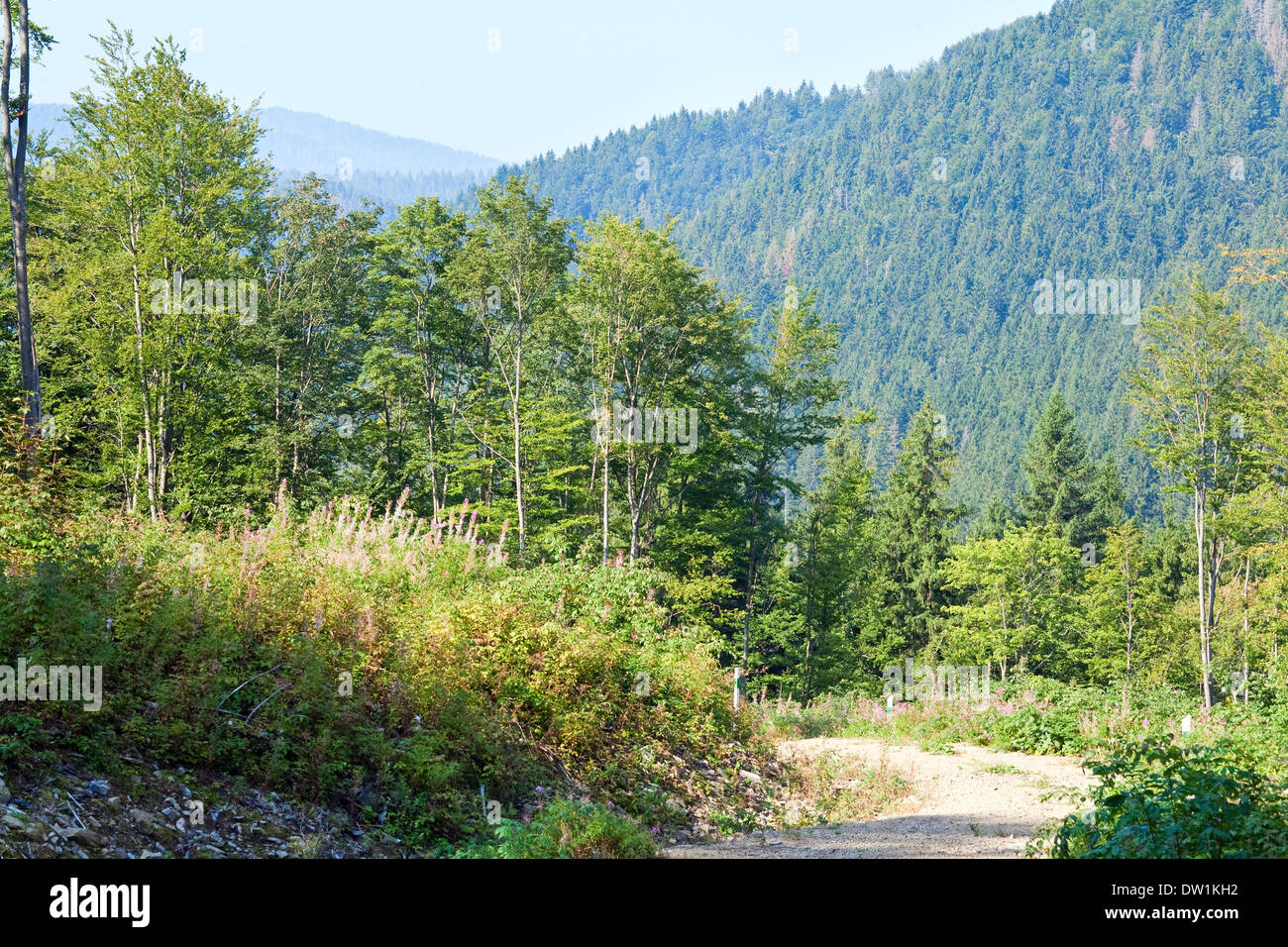Estate paesaggio di montagna Foto Stock