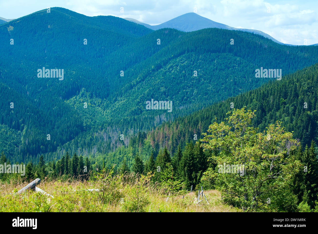 Estate paesaggio di montagna Foto Stock