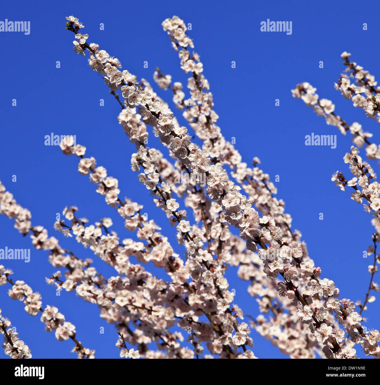 Fiore di Ciliegio ramo Foto Stock