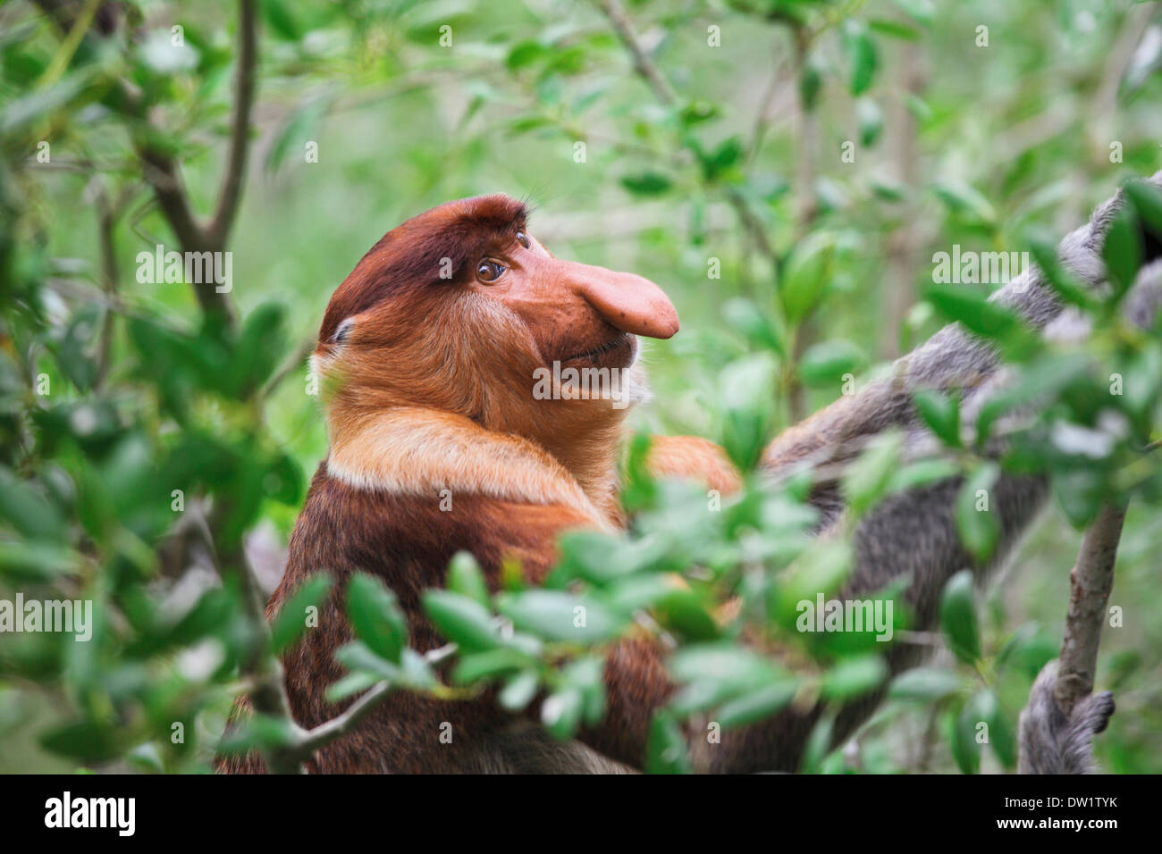 Proboscide scimmia becchi lunghi Foto Stock
