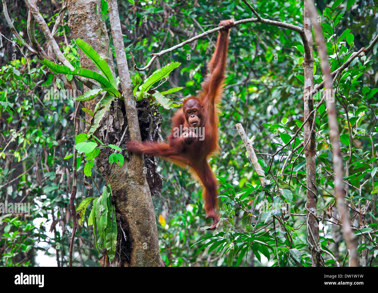 Orangutang in azione Foto Stock