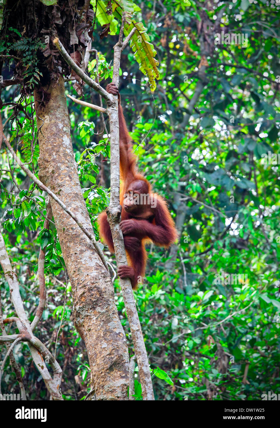 Orangutang nella foresta pluviale Foto Stock