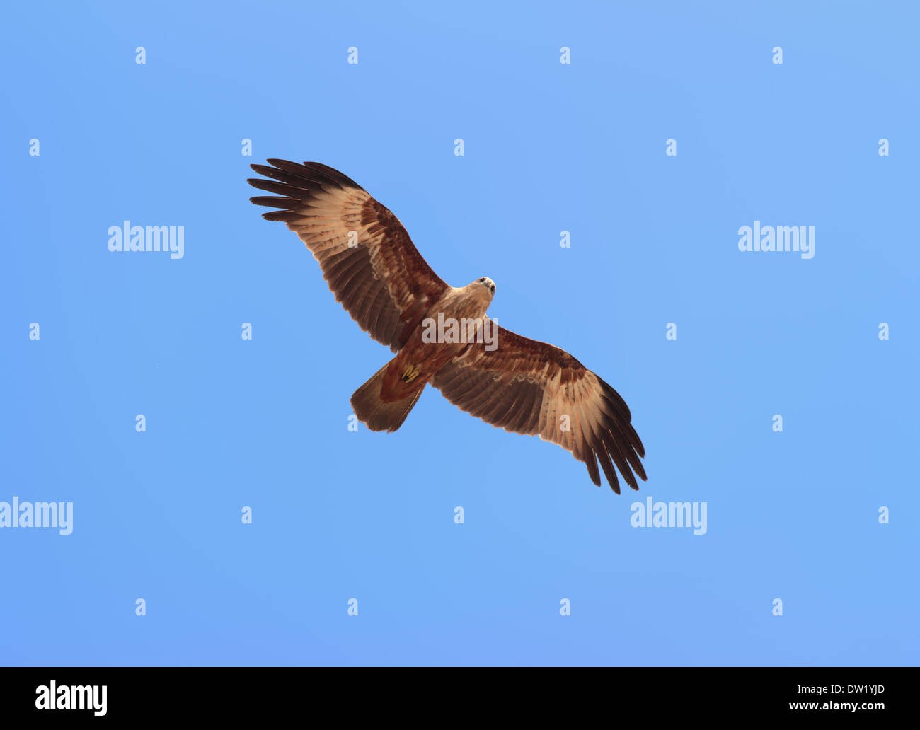 Falco di volo Foto Stock