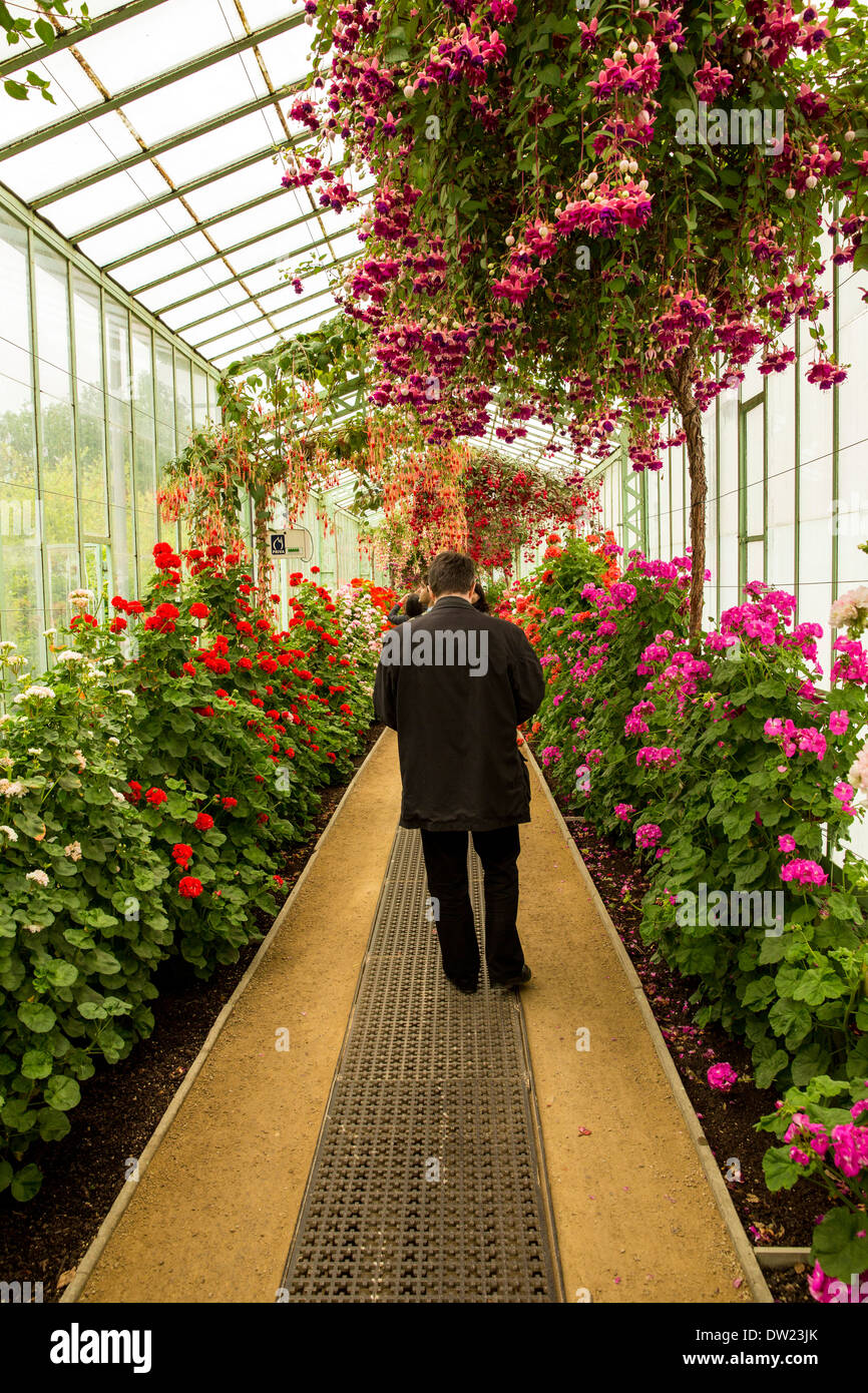 A piedi attraverso una delle serre del Palazzo Reale di Laeken a Bruxelles Belgio Foto Stock