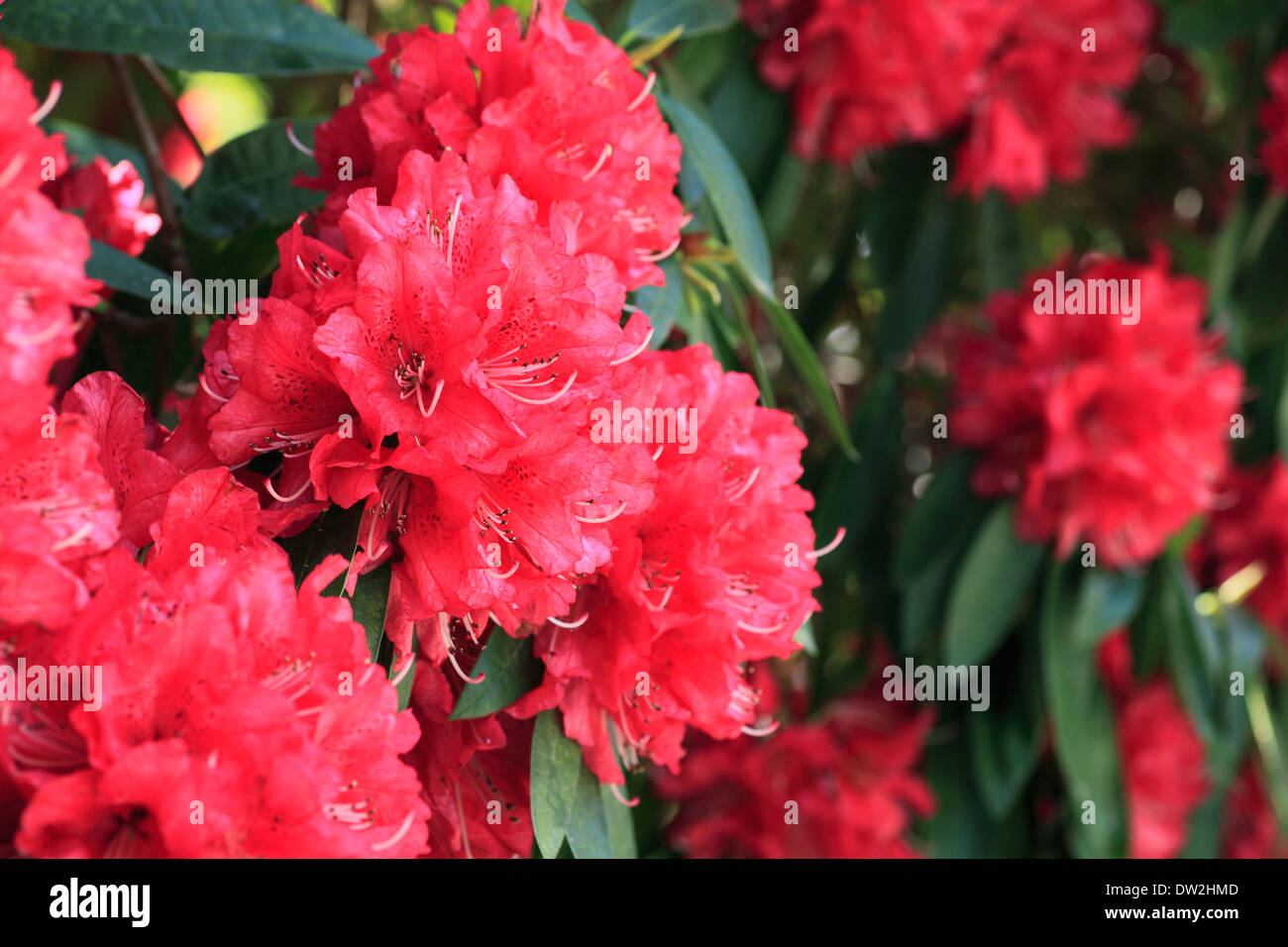 Rododendro Foto Stock