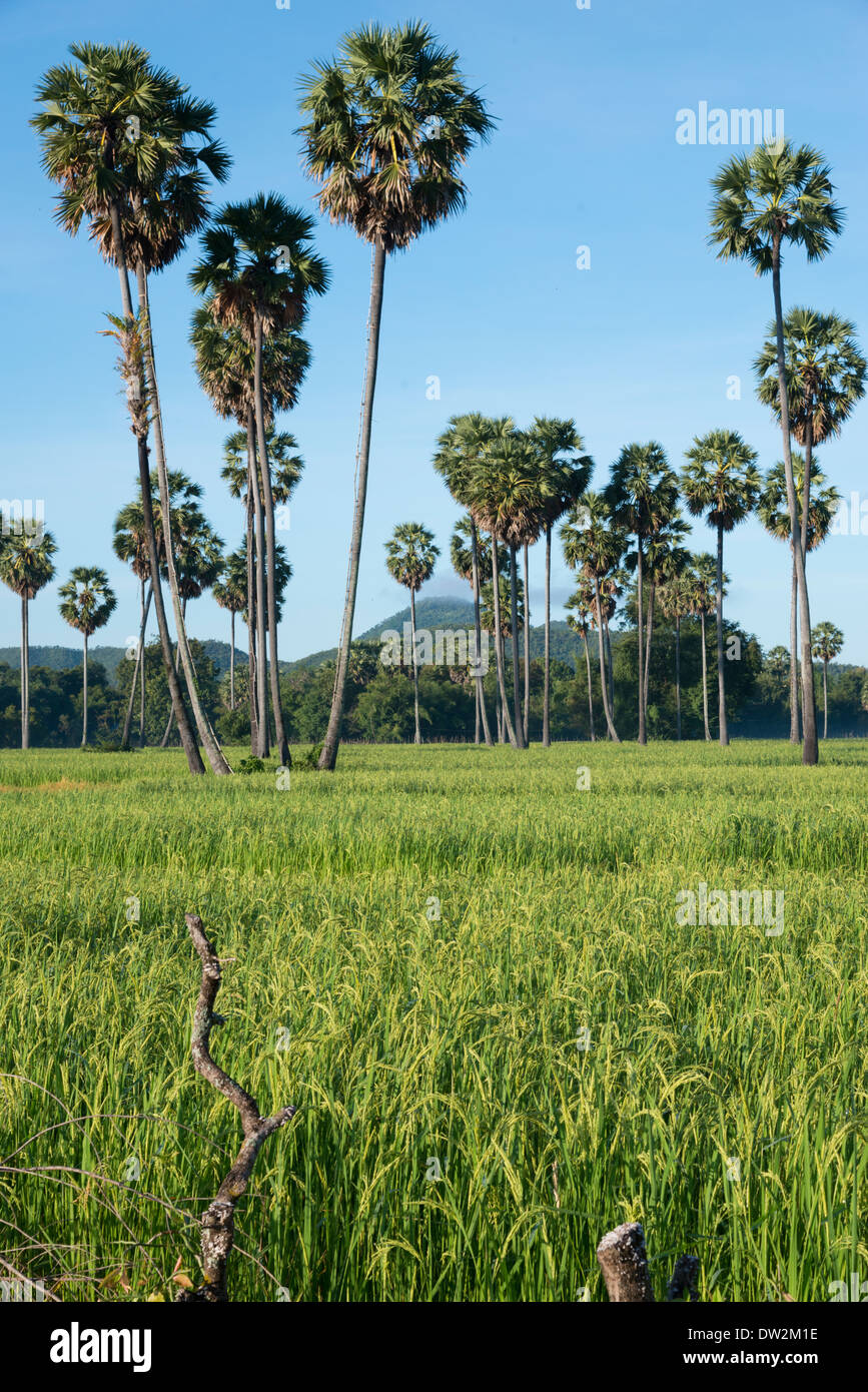 La risaia e zucchero palme. Kompong chnnang. Cambogia. Foto Stock