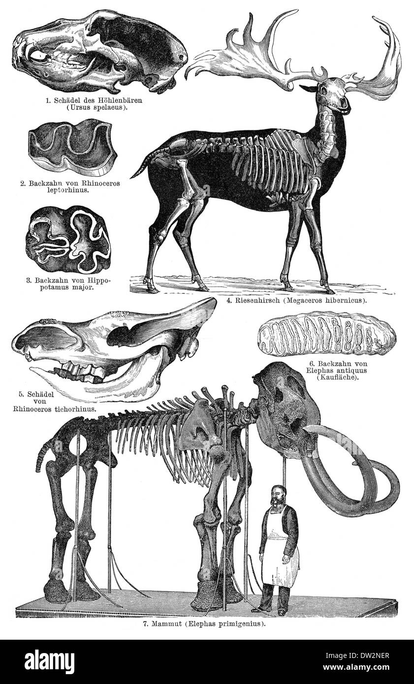 Animali estinti dal Pleistocene, storico rappresentazione grafica, 1896, Foto Stock