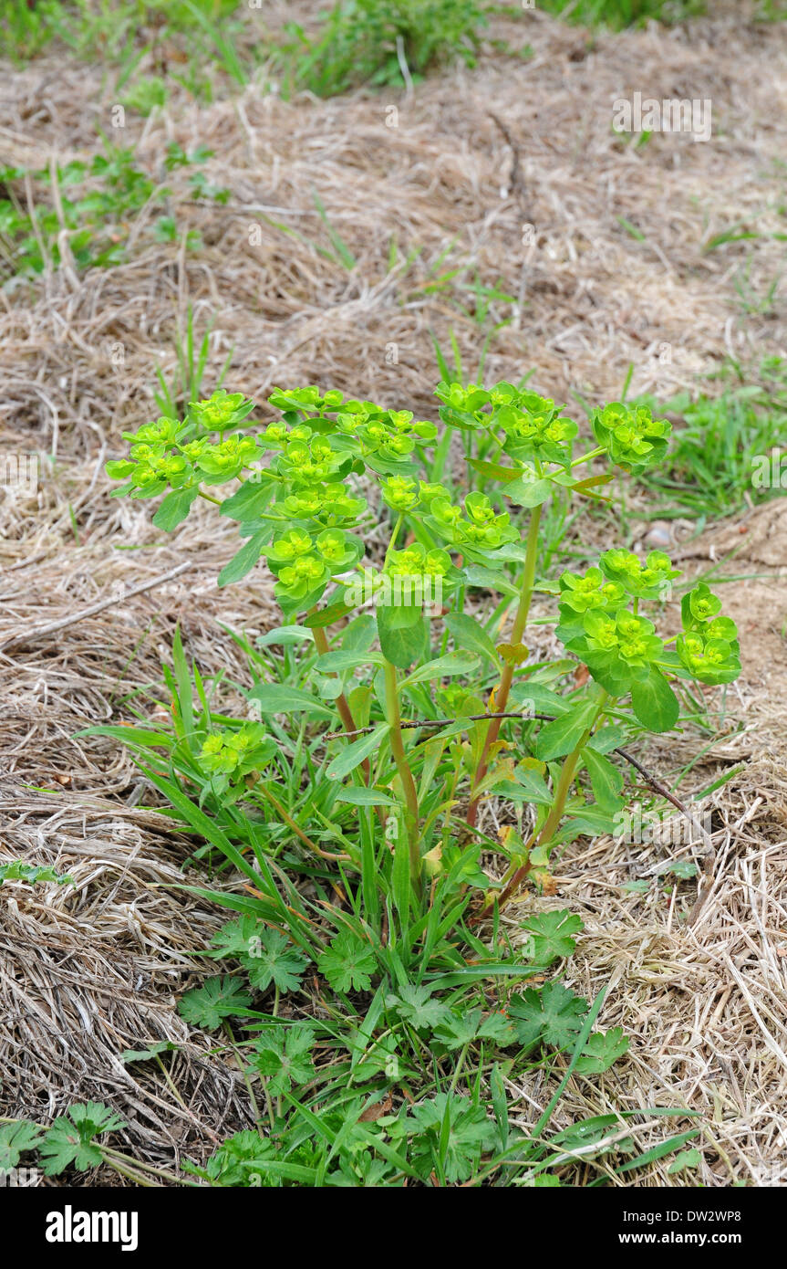 Sun di euforbia Euphorbia helioscopia cresce su un margine di campo. Foto Stock