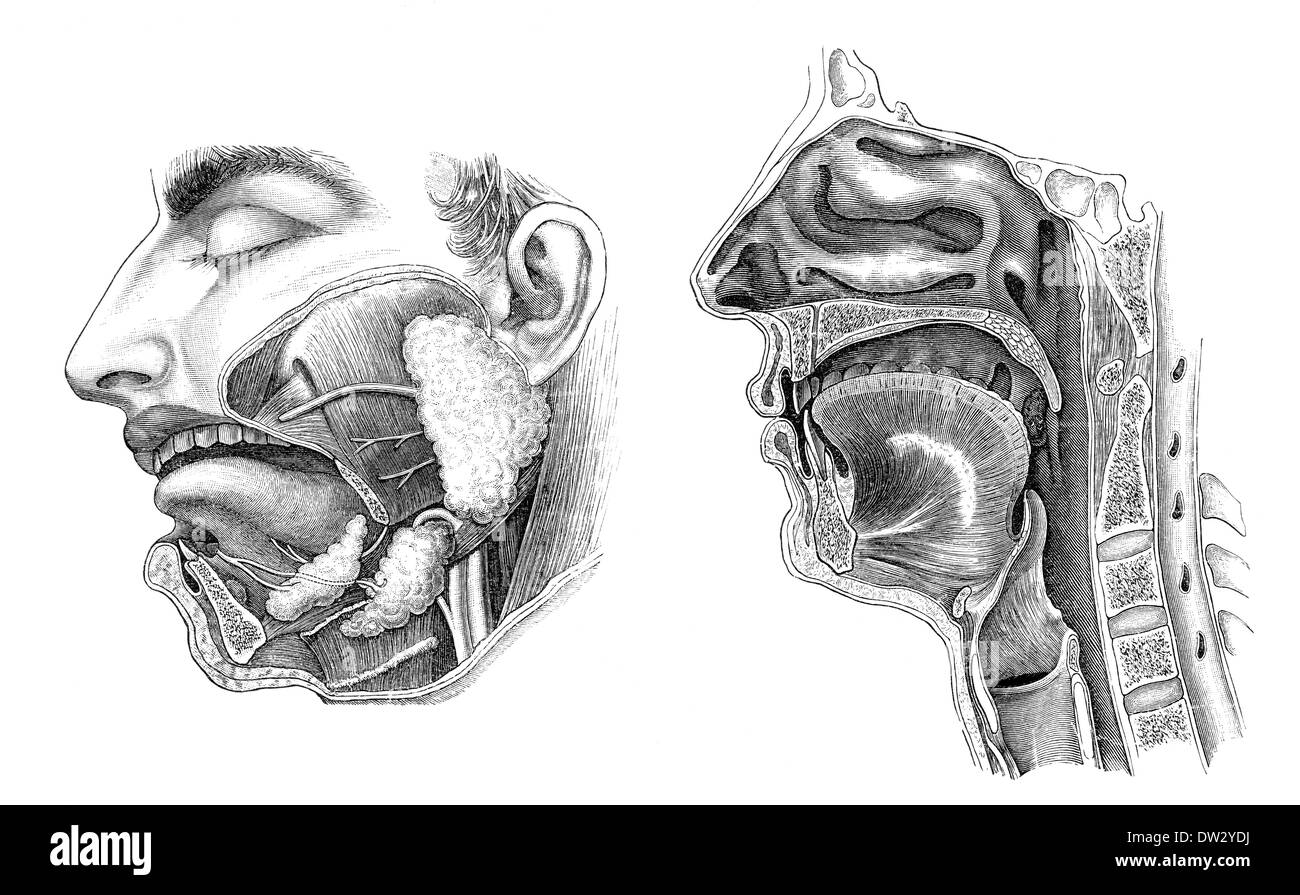 Sezione longitudinale di una testa umana, illustrazione anatomica, 1896, Foto Stock
