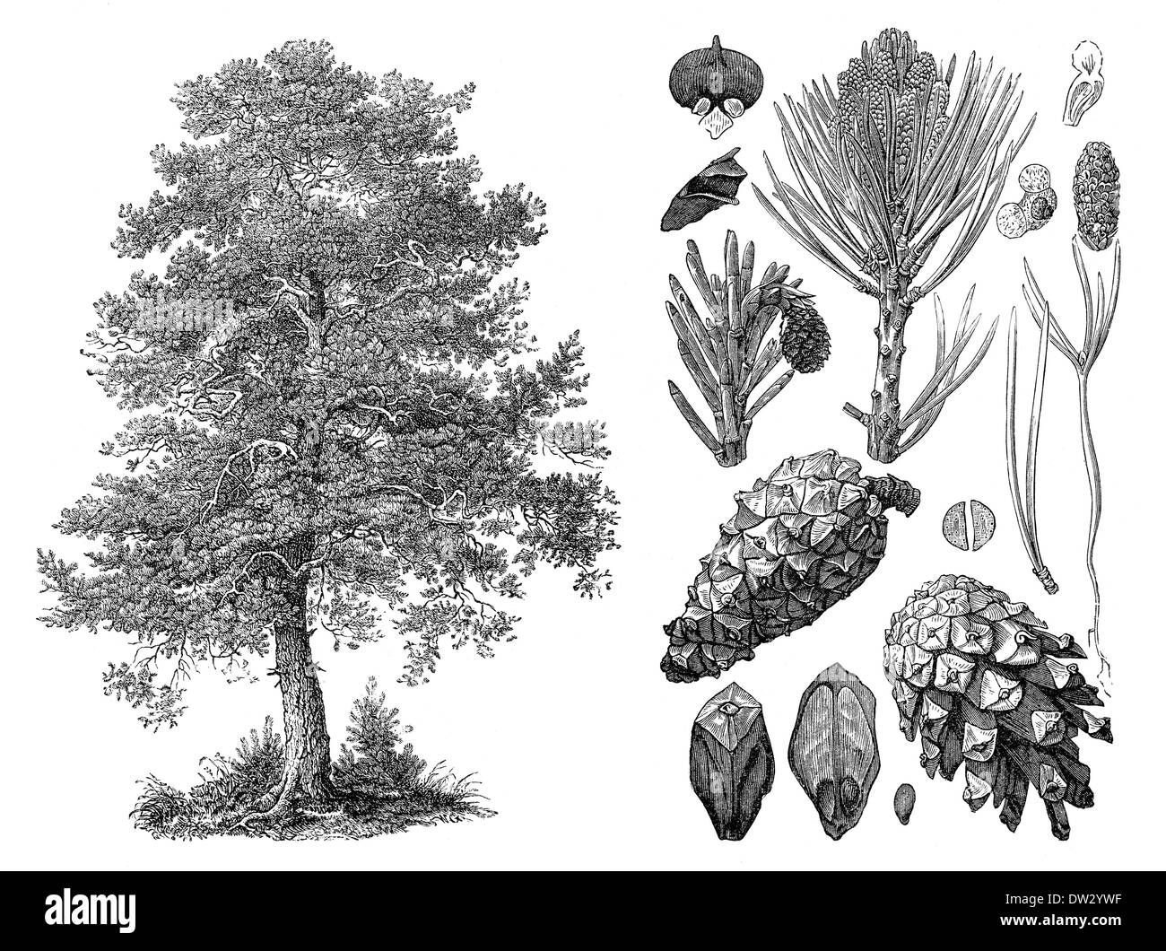 Illustrazione storico, pino silvestre (Pinus sylvestris) Foto Stock