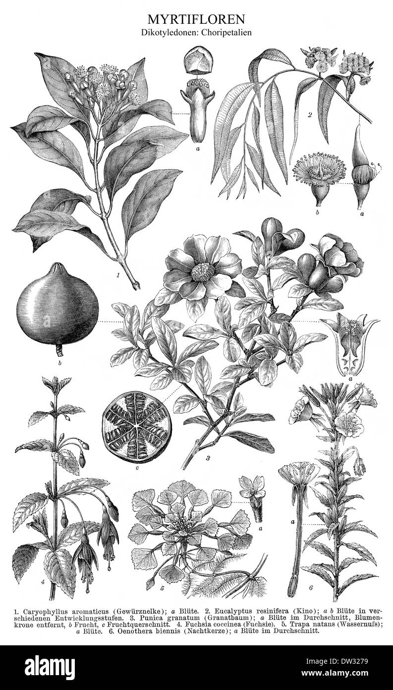 Illustrazione storico, dicotiledoni, noto anche come dicotiledoni Foto Stock