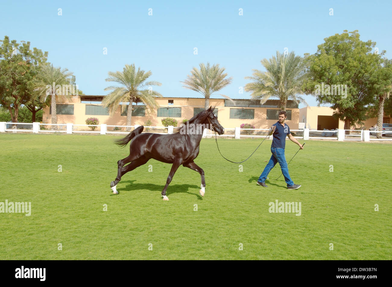 Arabian o cavallo arabo, Sharjah (emirato), Emirati arabi uniti Foto Stock