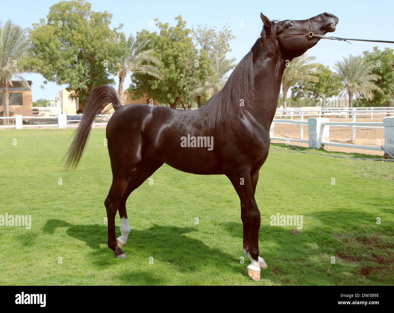 Arabian o cavallo arabo, Sharjah (emirato), Emirati arabi uniti Foto Stock
