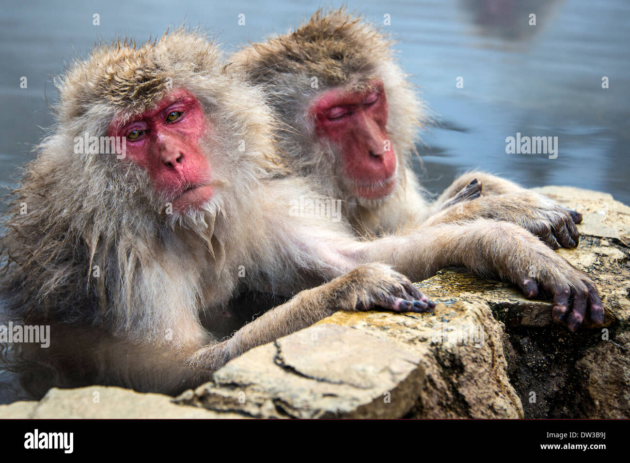 Neve giapponese scimmie in Nagano, Giappone. Foto Stock