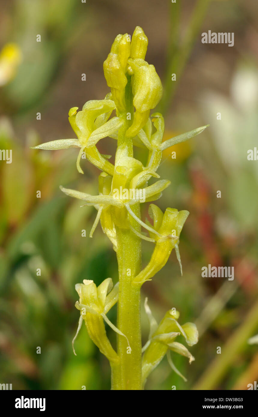 Fen Orchid - Liparis loeselii Kenfig Dune Foto Stock