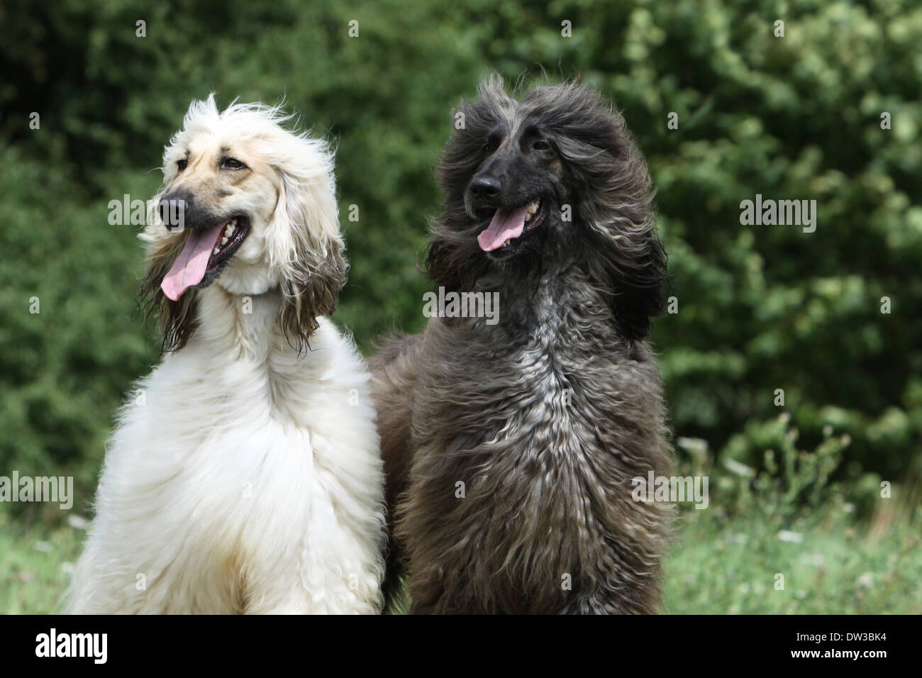 Cane Levrieri Afghani / due adulti ritratto Foto Stock