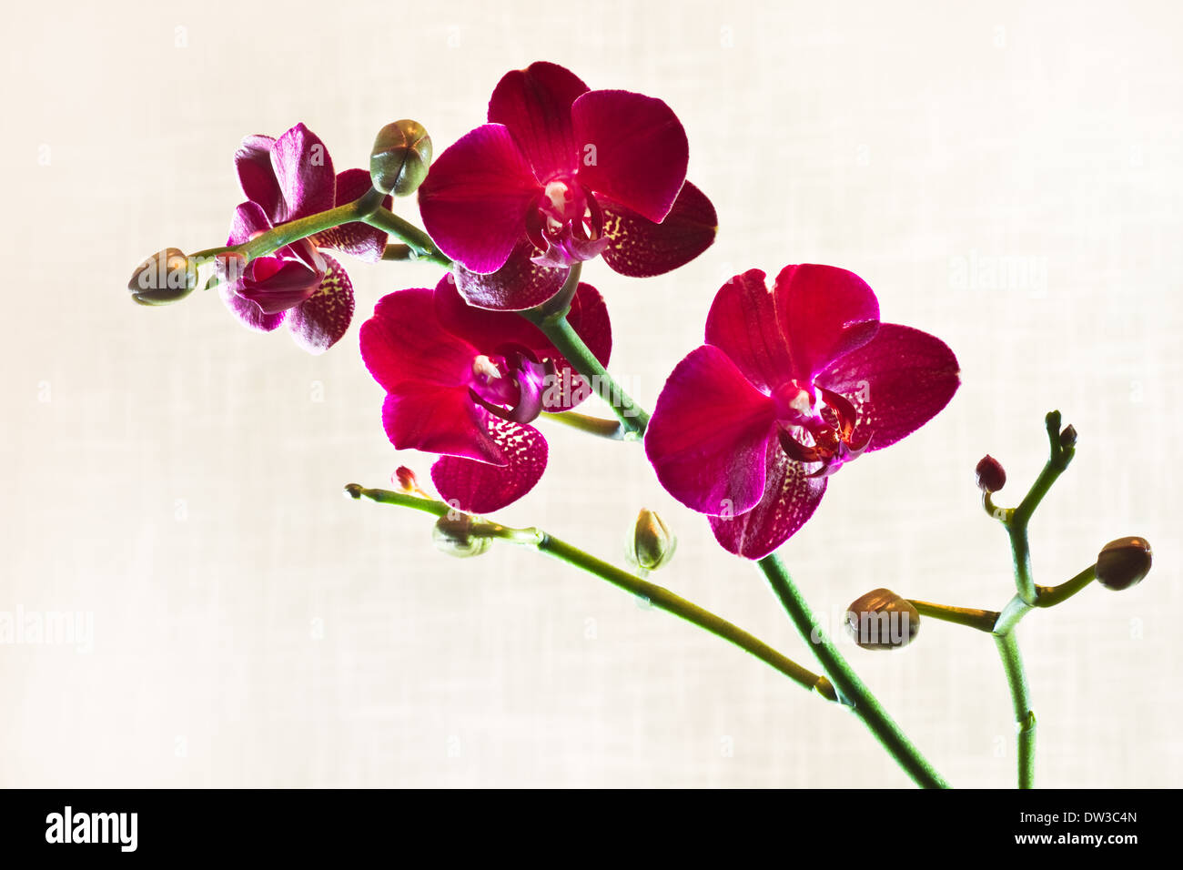 Immagine di ramificazione di fiori di orchidea o di Phalaenopsis rosso scuro di Moth con sfondo di tessuto fuori fuoco, che può essere usato come pianta domestica Foto Stock