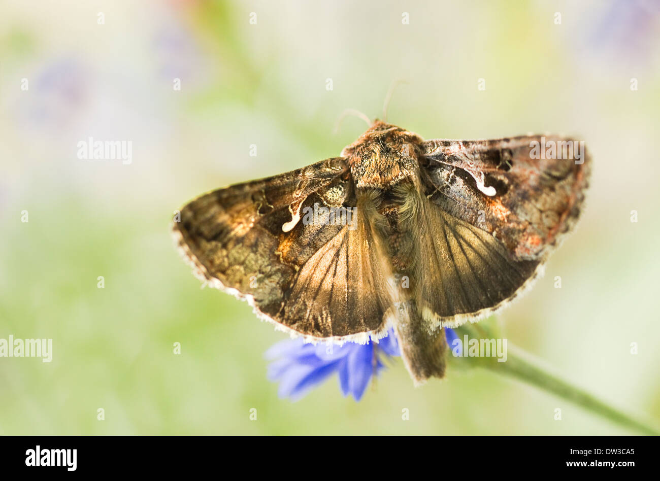 Migratori argento falena Y o Autographa gamma rapidamente a farfalla sbattimenti e alimentazione su blu fiori estivi Foto Stock