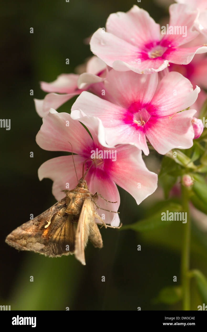 Spostamento rapido falena migratori argento Y o Autographa gamma di alimentazione a farfalla sulla rosa Phlox fiori in estate Foto Stock