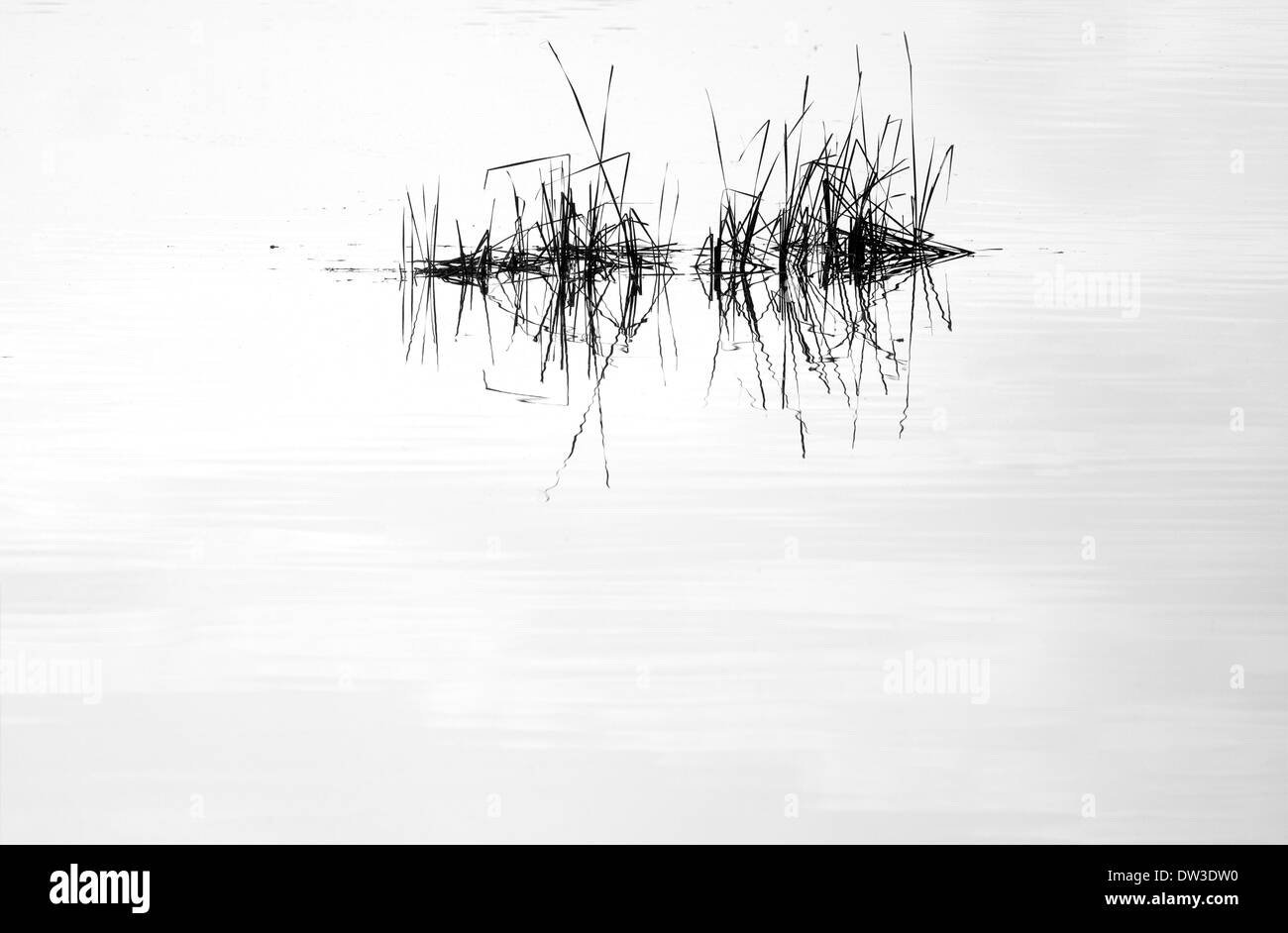 Specchio di acqua e canneti con la riflessione in bianco e nero Foto Stock