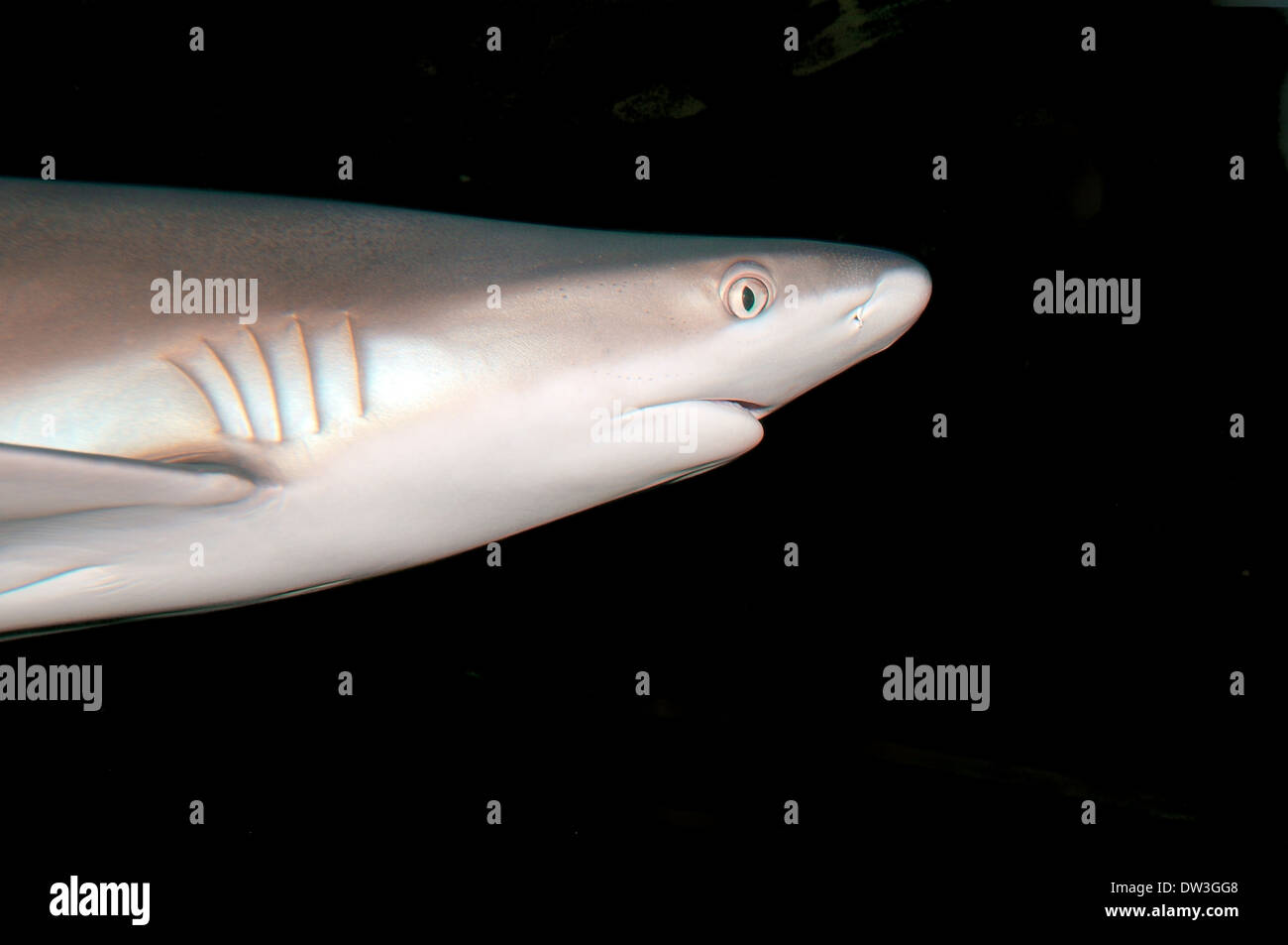 Lo squalo Blacktip (Carcharhinus limbatus) immersioni notturne, Mar Rosso, Egitto Foto Stock