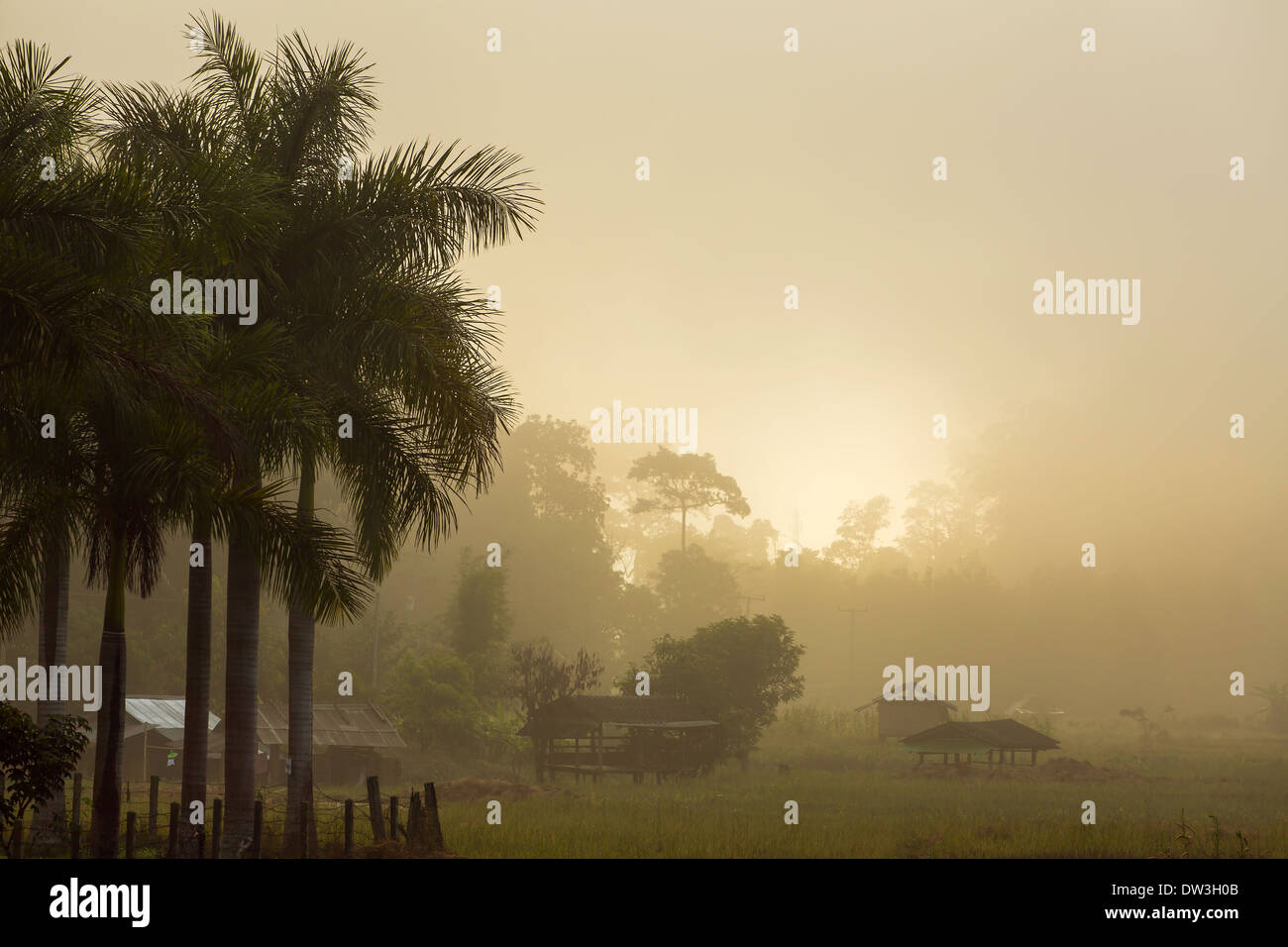 Misty sunrise nei tropichi Foto Stock