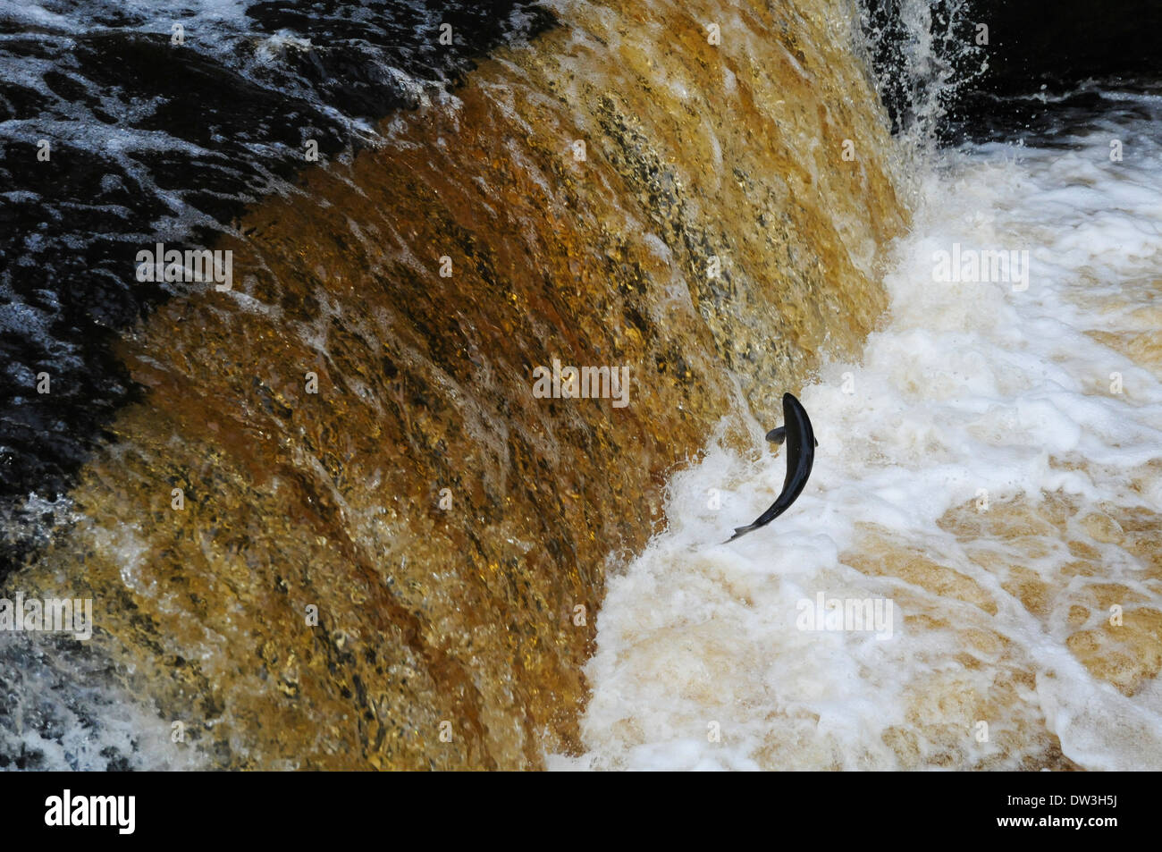 Salmone atlantico (Salmo salar), Adulto saltando su Stainforth vigore sul fiume Ribble nel Yorkshire Dales National Park. Foto Stock