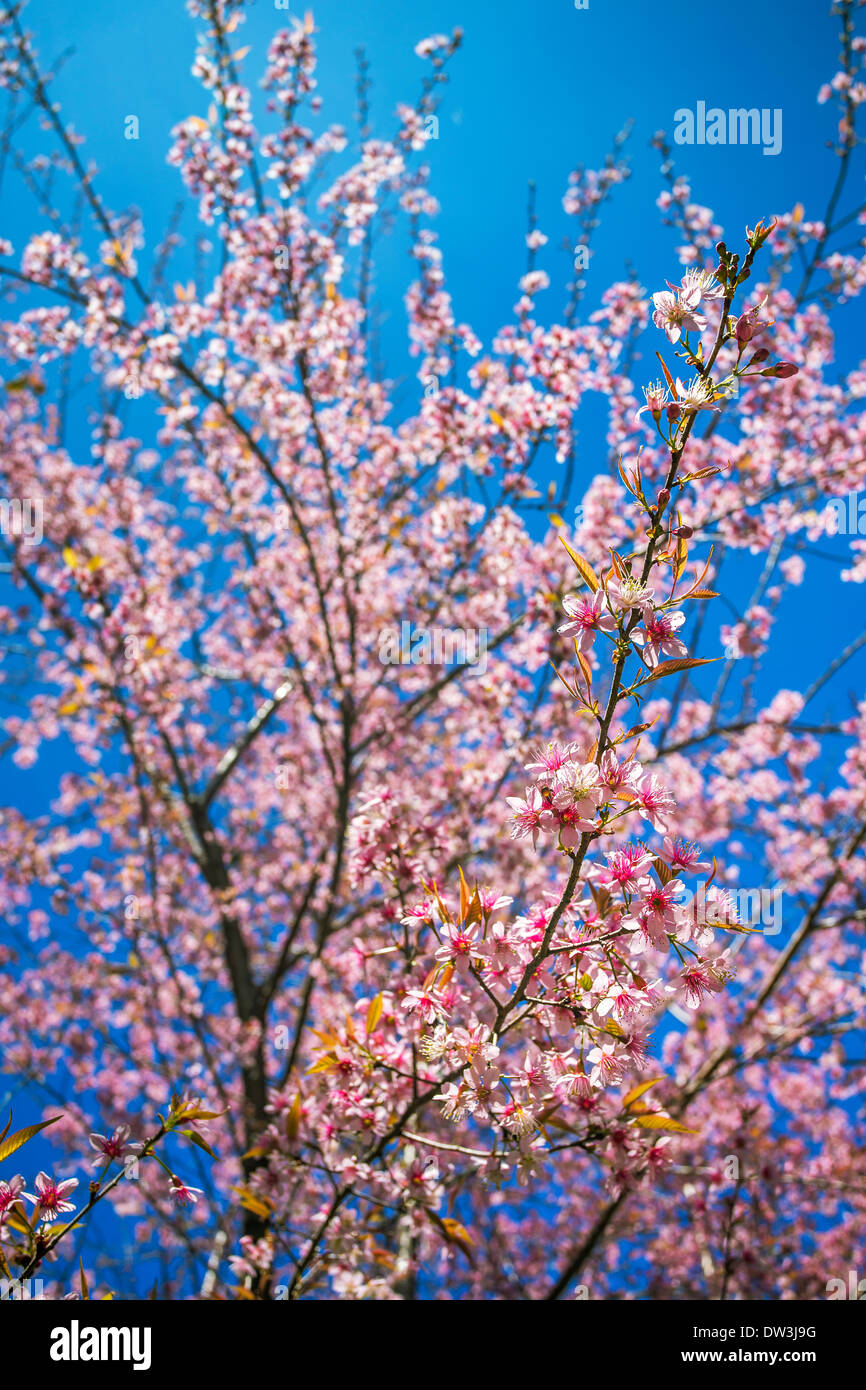 Rosa sakura cherry blossom tree Foto Stock