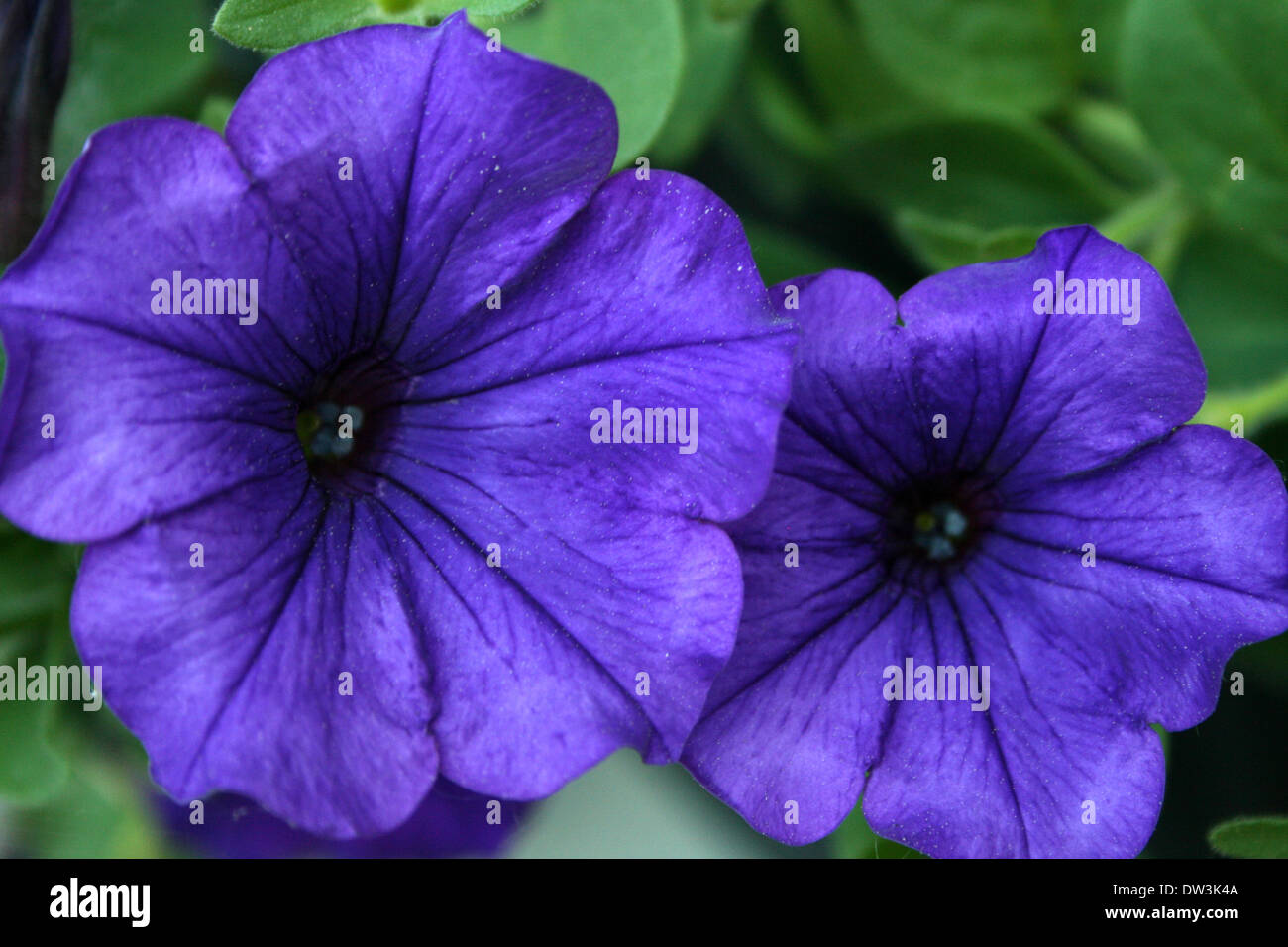 Due fiori viola, closeup, contro le foglie verdi, Giugno garden Foto Stock