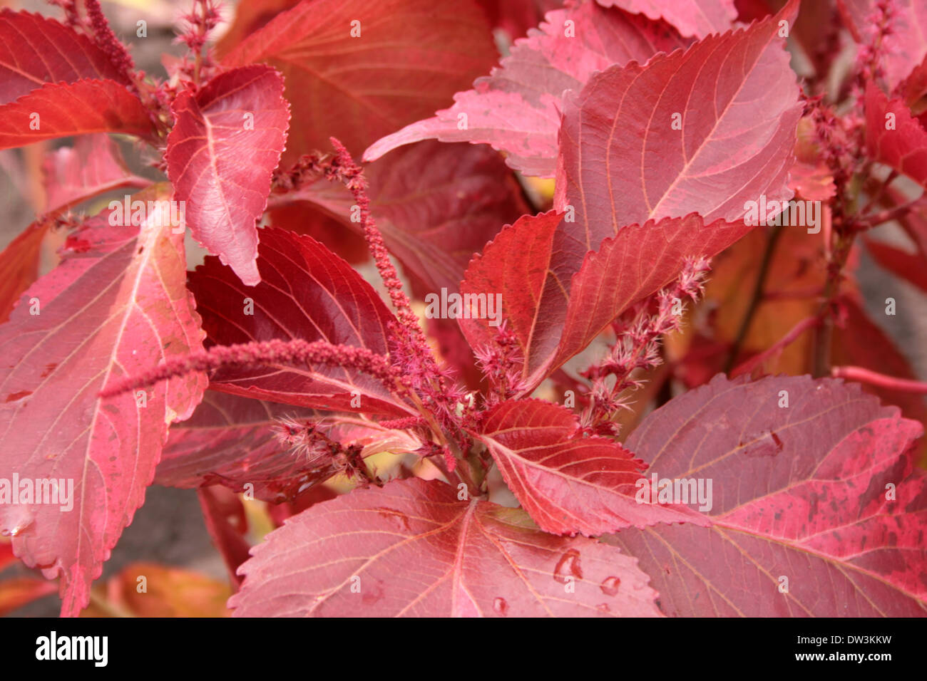 Foglie rosse dopo la pioggia, primo piano Foto Stock