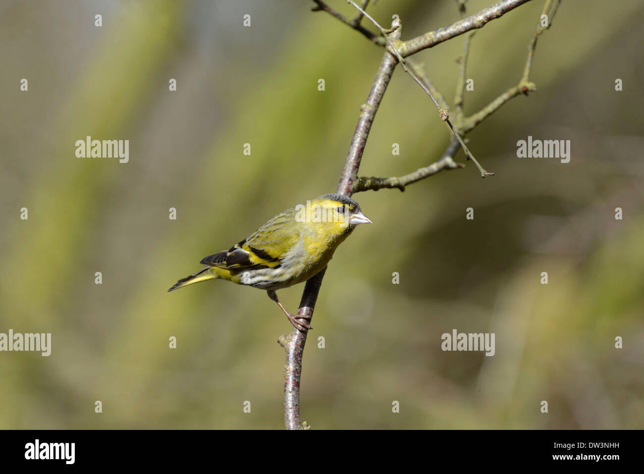 (Lucherino Carduelis spinus). Voce maschile appollaiato su un ramoscello. Foto Stock