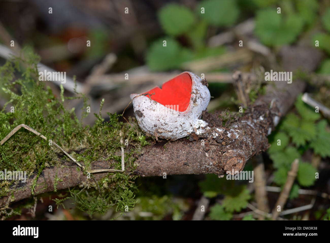 Scarlet elf cup (Sarcoscypha coccinea), un funghi di rami di Cariati sui piani forestali, più comuni nei mesi invernali. Foto Stock