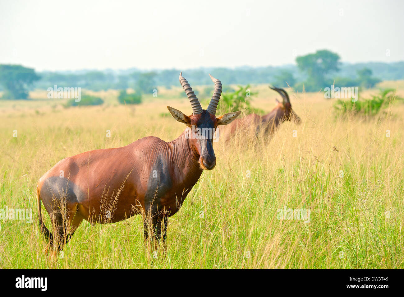 Topis (Damaliscus korrigum) pascolano sulle erbe di Savannah in Uganda. "Queen Elizabeth National Park". A topi. Foto Stock