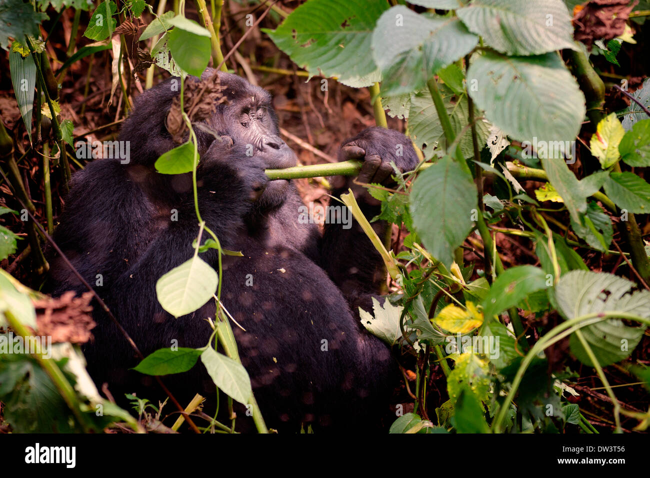 Un abituare i giovani gorilla di montagna (Gorilla beringei beringei) feed su steli di piante nella Foresta impenetrabile di Bwindi, Uganda Foto Stock
