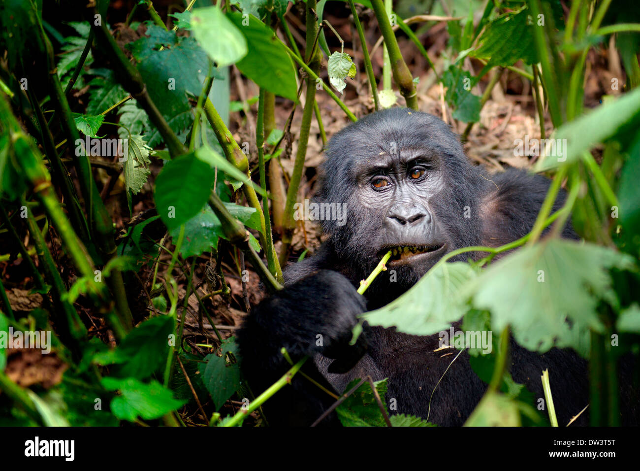 Un abituare i giovani gorilla di montagna (Gorilla beringei beringei) mastica su una pianta stelo nella Foresta impenetrabile di Bwindi, Uganda. Foto Stock