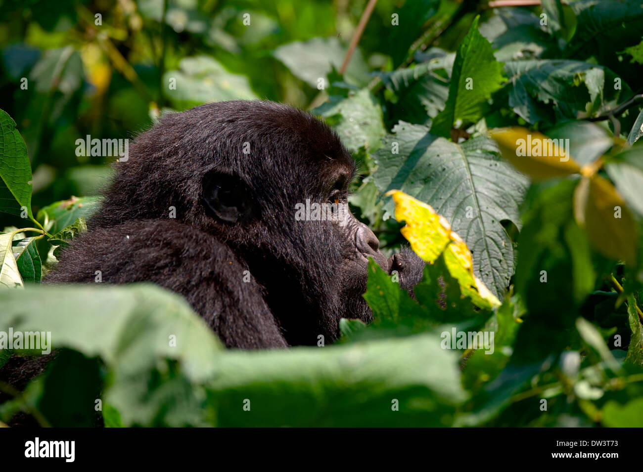 Un giovane di gorilla di montagna (Gorilla beringei beringei) nella fitta vegetazione di Bwindi foresta Impenterable, Uganda. Foto Stock