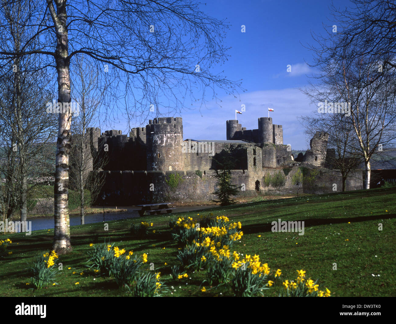 Castello di Caerphilly in primavera con i narcisi in primo piano Caerphilly South Wales UK Foto Stock