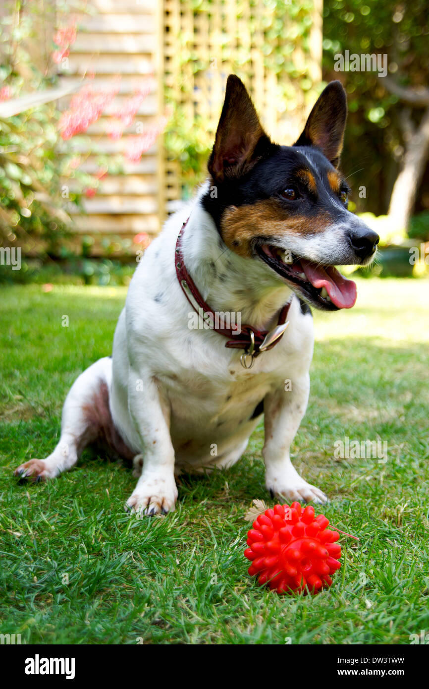 Jack Russel seduto con la sua palla in giardino Foto Stock