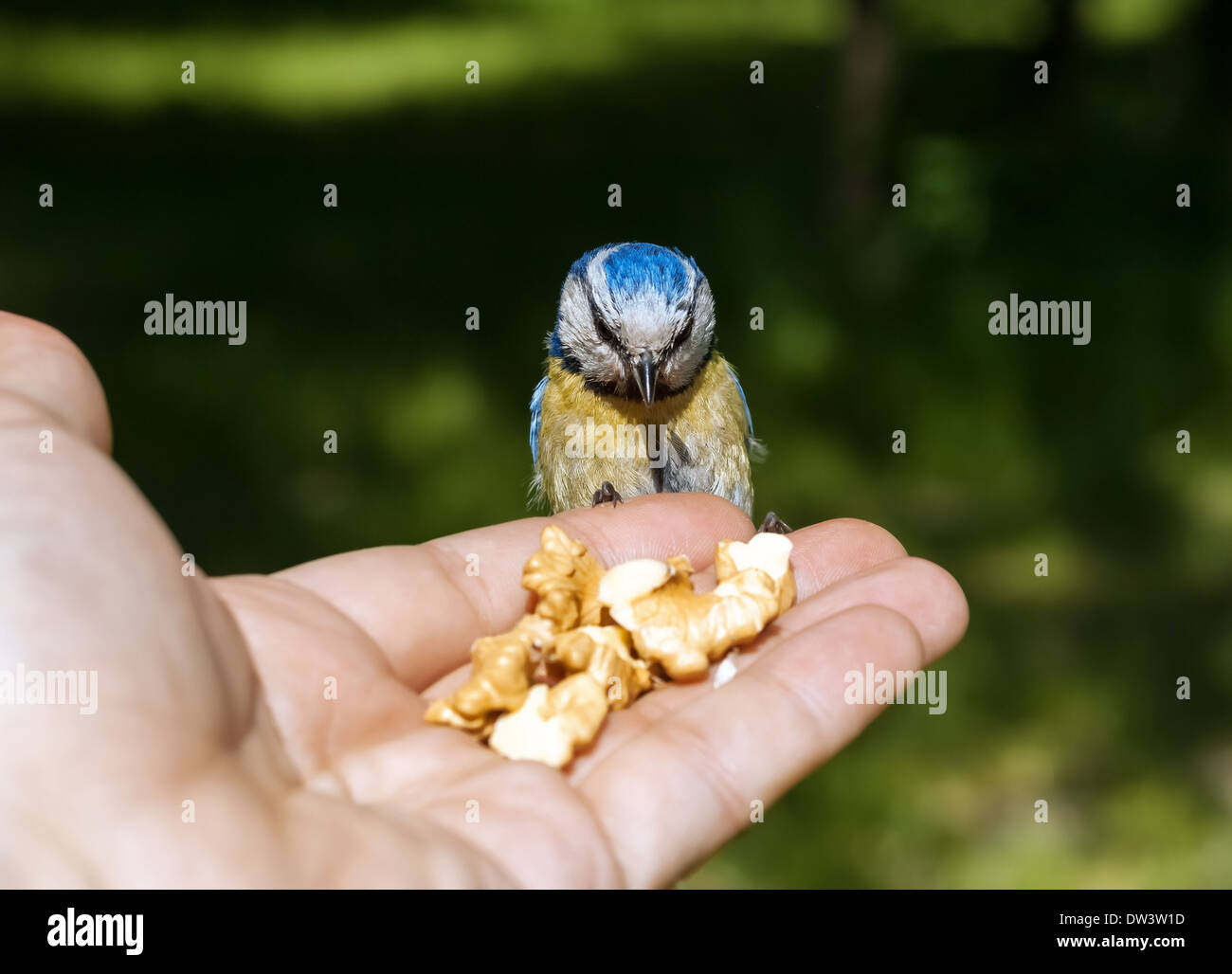 Un uccellino seduto a portata di mano Foto Stock