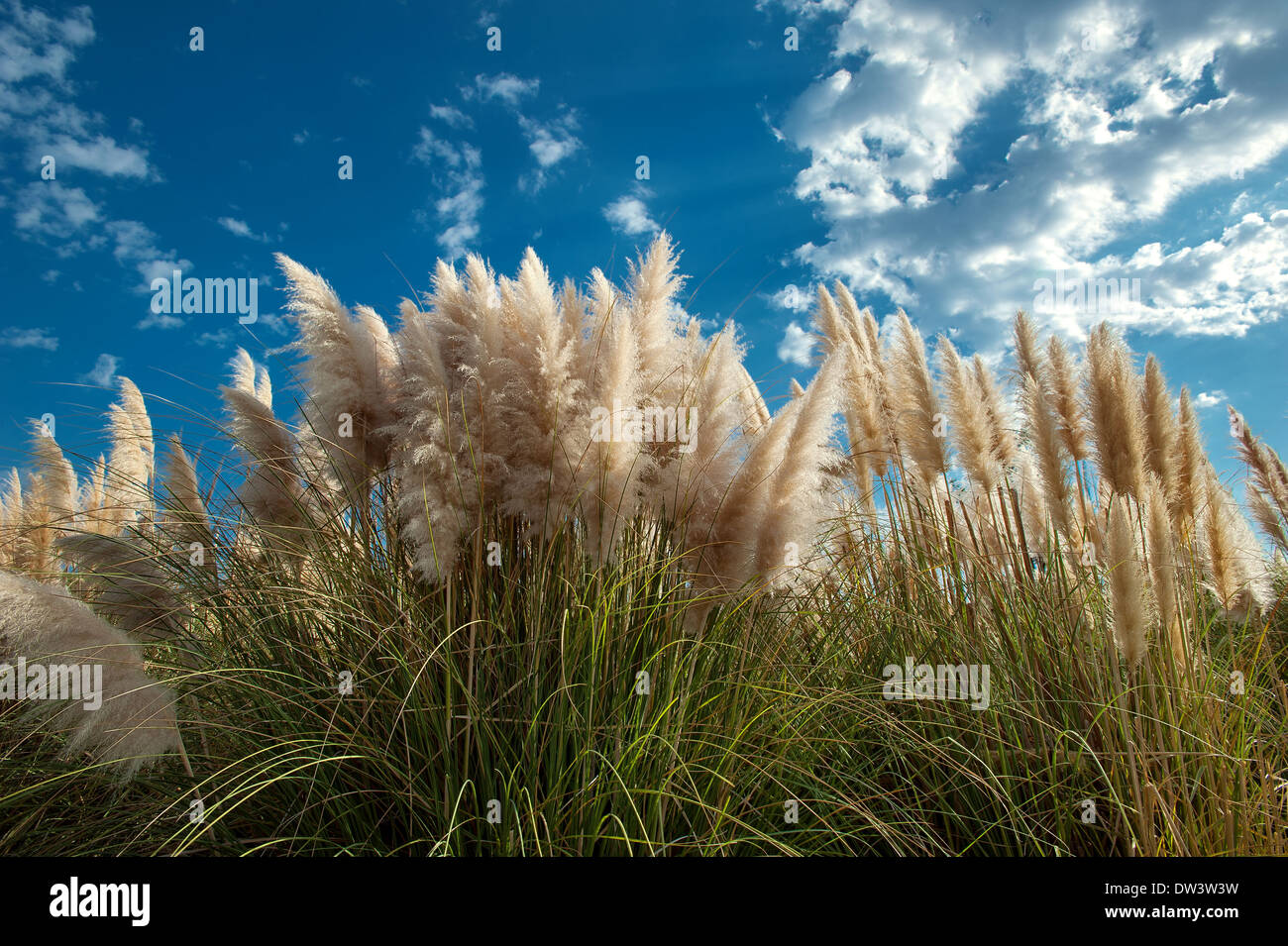 Prolifico di erba sotto un profondo cielo blu Foto Stock