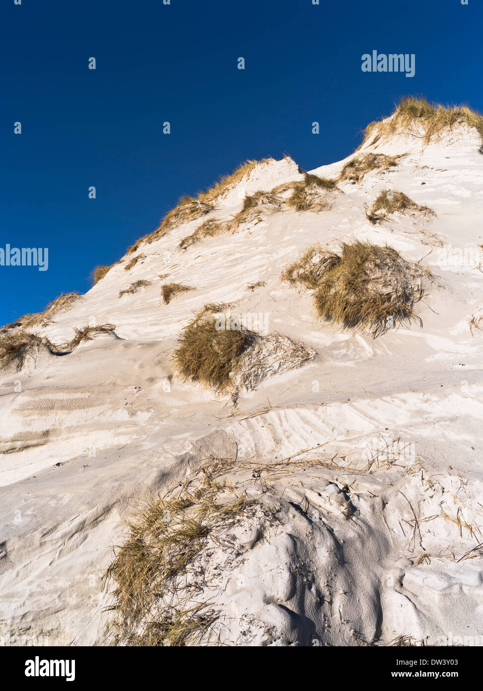 Dh SANDAY ORKNEY dune di sabbia marram erba dune Sands Regno Unito Foto Stock
