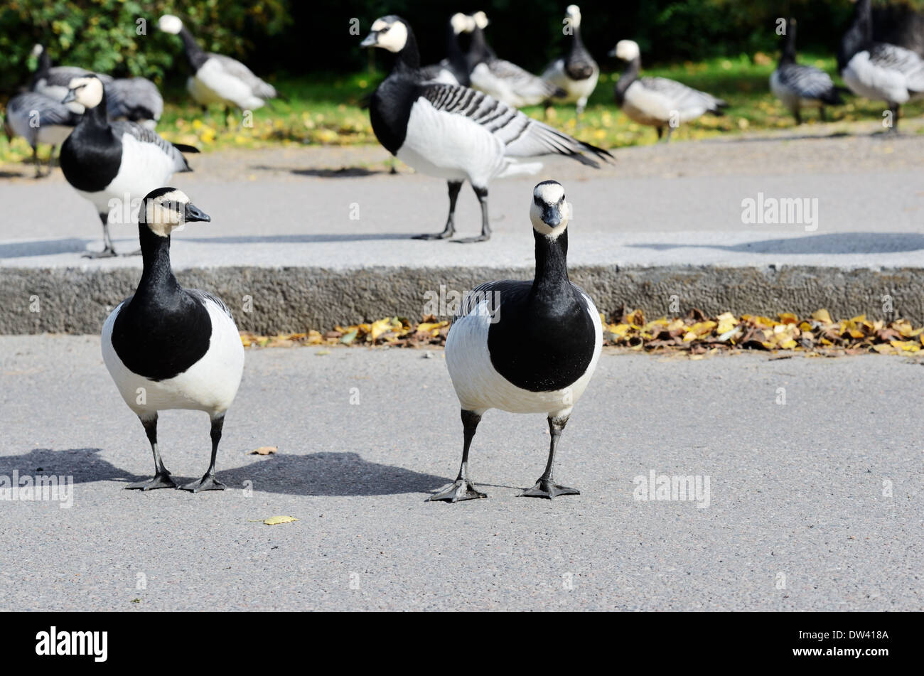 Oche canadesi in attraversando la strada, Helsinki, Finlandia Foto Stock