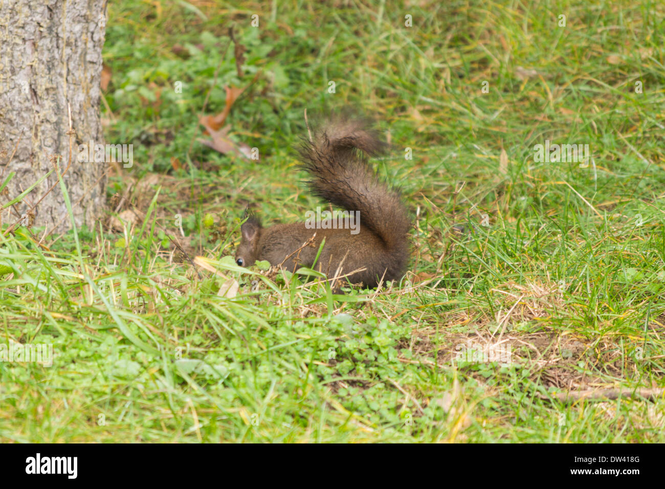 Red scoiattolo (Sciurus vulgaris), Romania Foto Stock