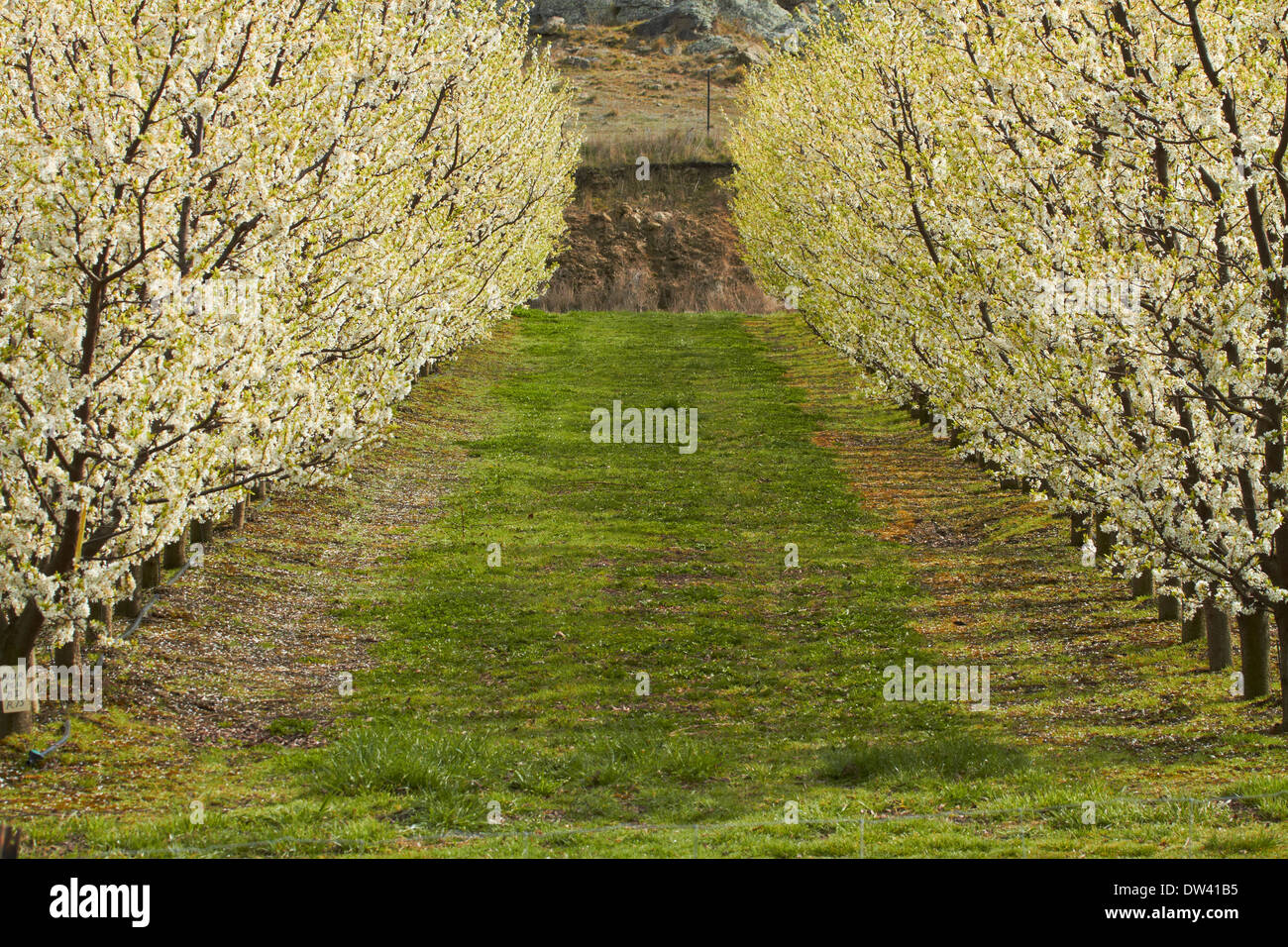 Per frutteti in fiore in primavera, Earnscleugh, nelle vicinanze Alexandra di Central Otago, Isola del Sud, Nuova Zelanda Foto Stock