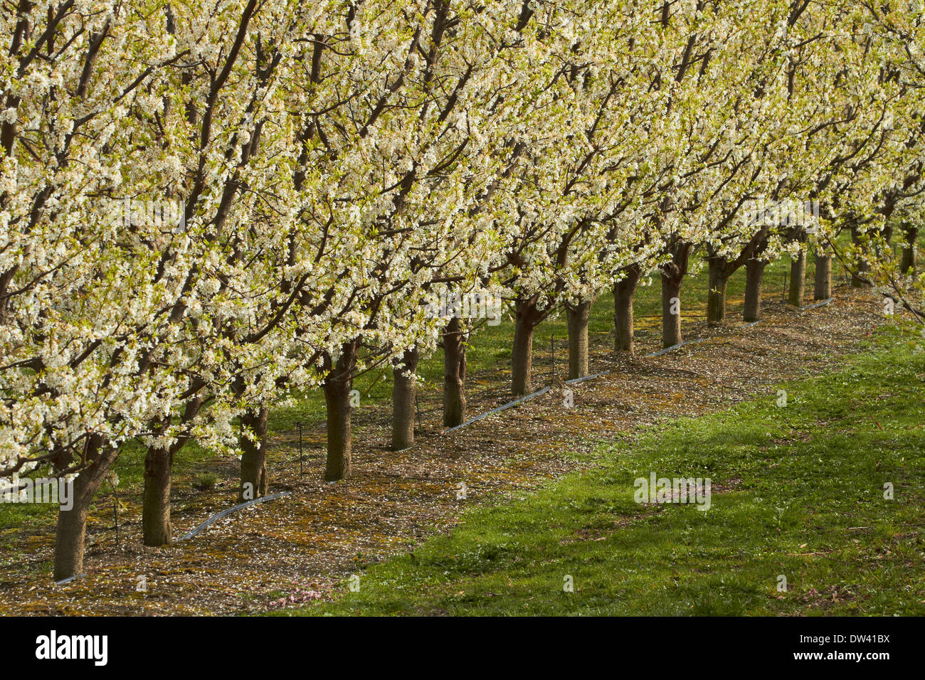 Per frutteti in fiore in primavera, Earnscleugh, nelle vicinanze Alexandra di Central Otago, Isola del Sud, Nuova Zelanda Foto Stock