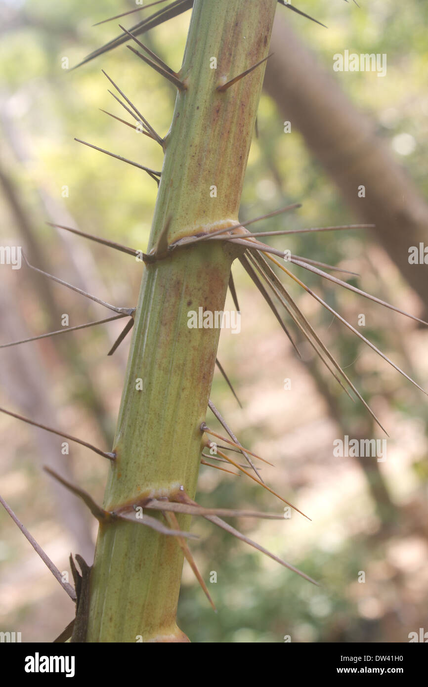 Spine di Zalacca, albero di aromi di frutta, Thailandia Foto Stock