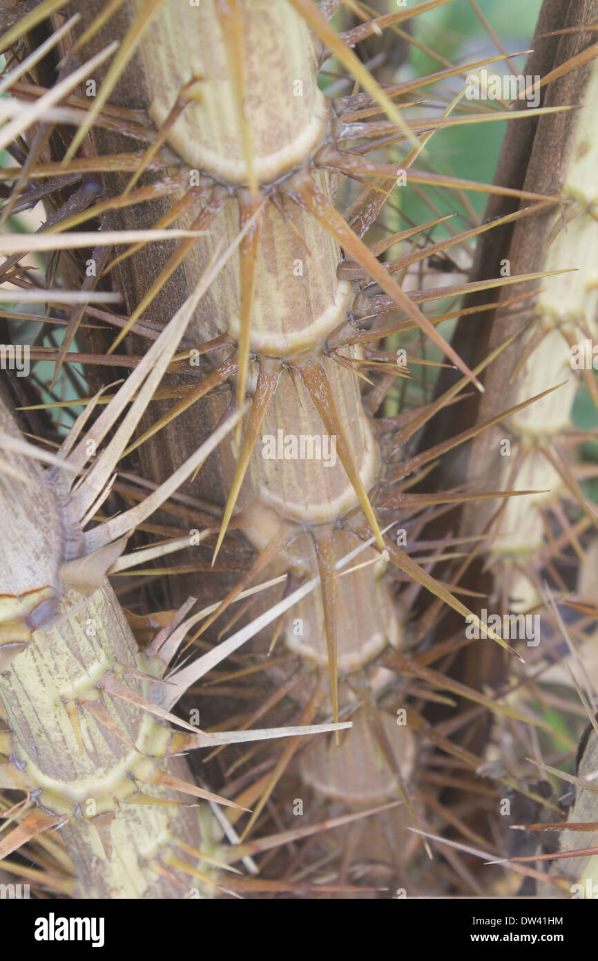 Spine di Zalacca, albero di aromi di frutta, Thailandia Foto Stock